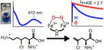 BesC Initiates C–C Cleavage through a Substrate-Triggered and Reactive Diferric-Peroxo Intermediate