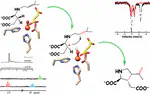 Deciphering pyrrolidine and olefin formation mechanism in kainic acid biosynthesis